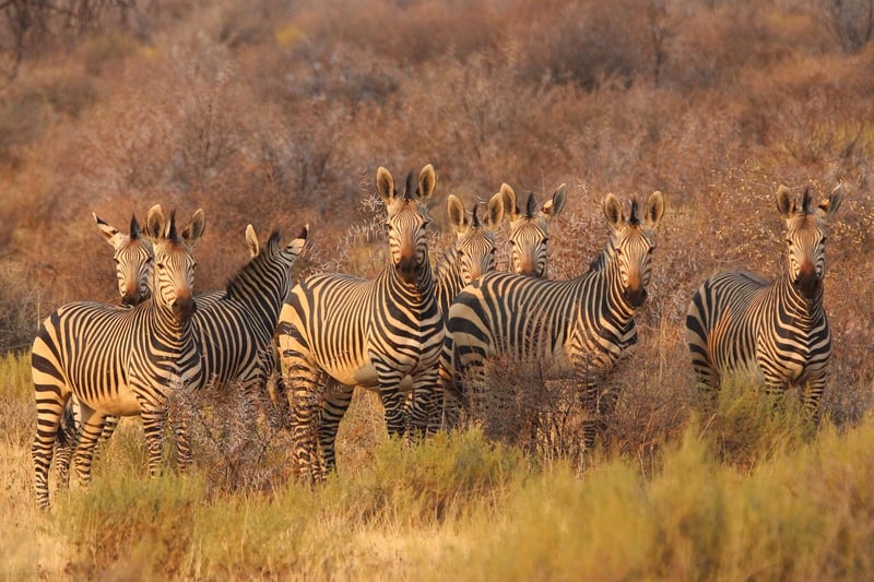 Safari in Serengeti National Park