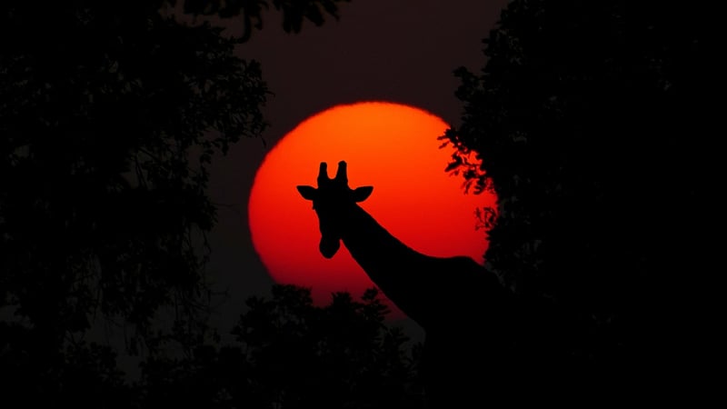 Wildlife Safari